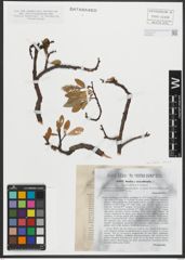 Foto von Salix retusa L.